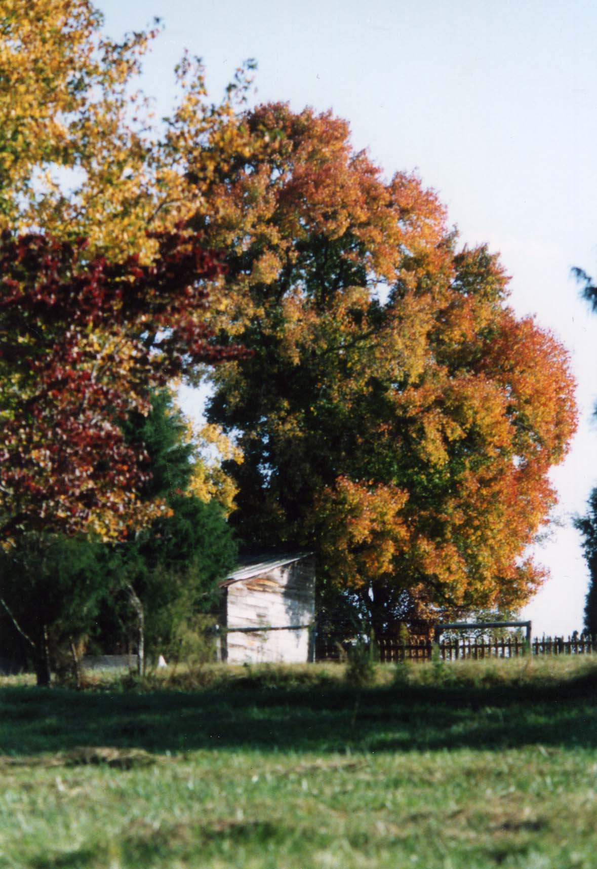Trees