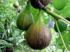 Fresh Figs