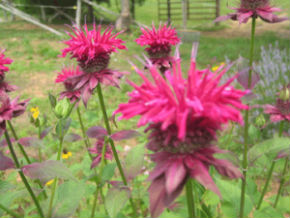 Bee Balm