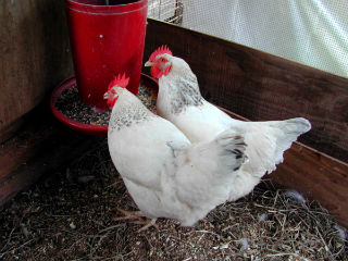Chickens feeding